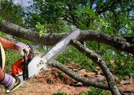 Best Tree Preservation Services  in West Haven, UT